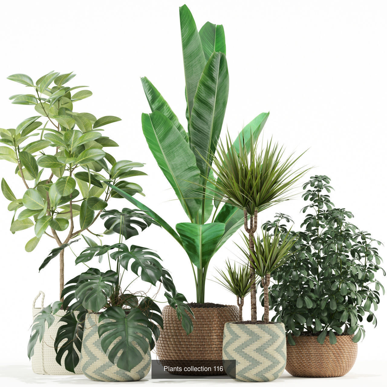 Plant Collection vol-01 _347