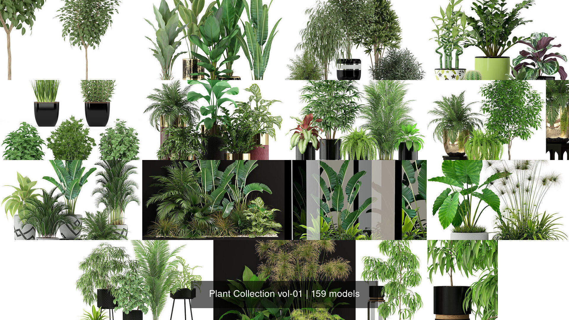 Plant Collection vol-01 _277