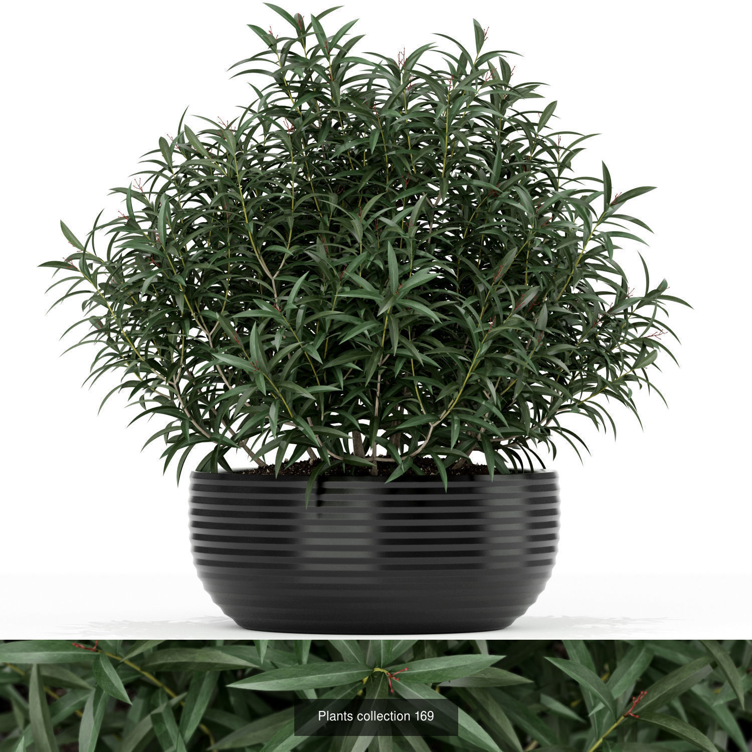 Plant Collection vol-01 _397