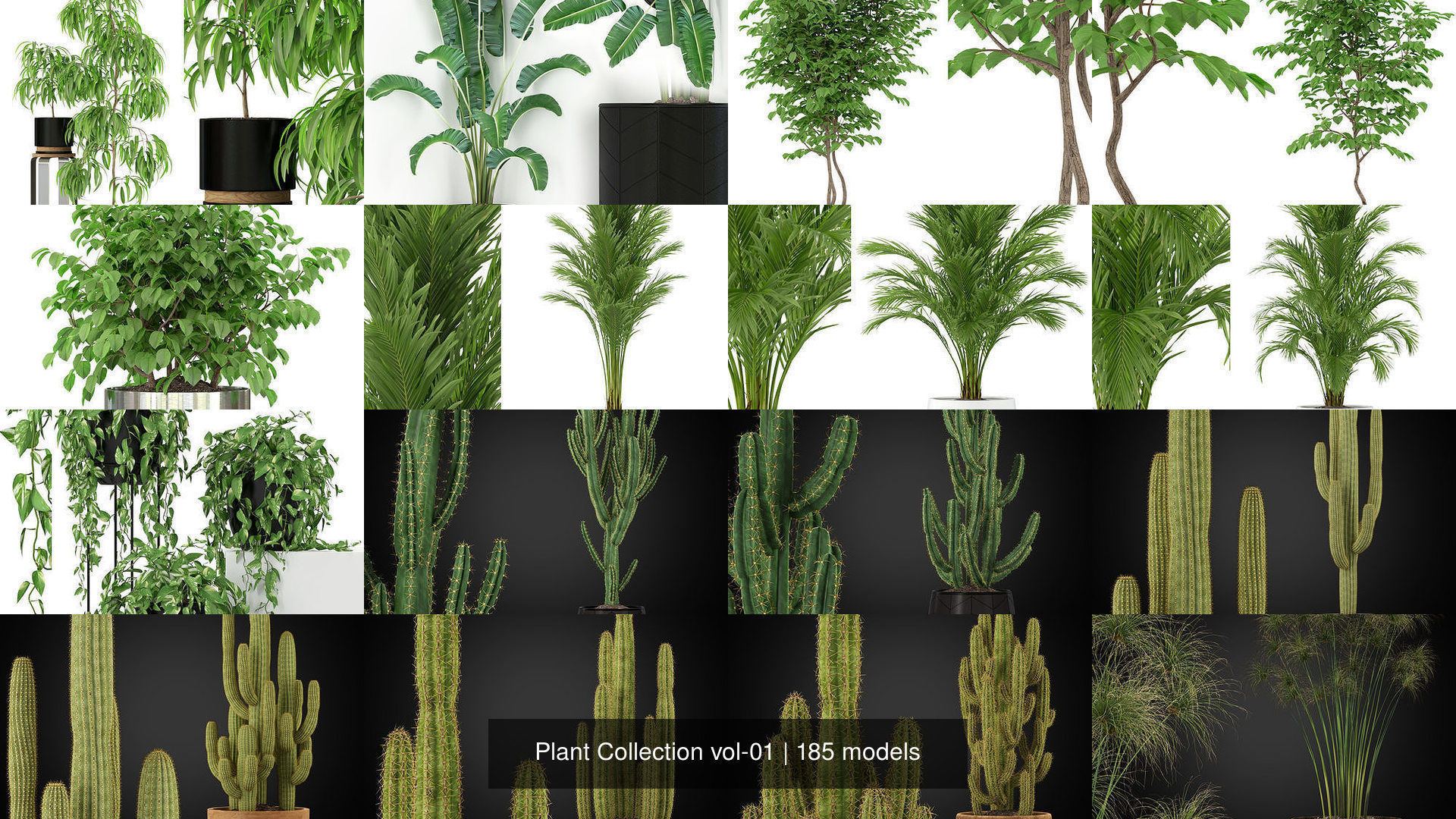Plant Collection vol-01 _305