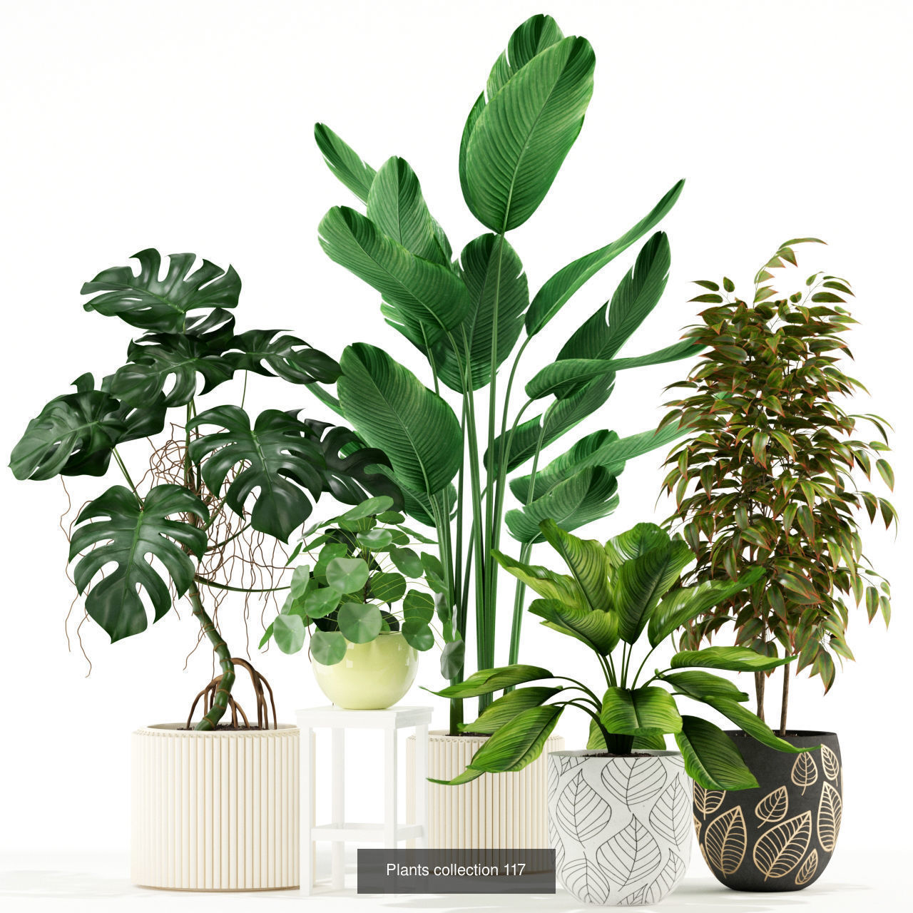 Plant Collection vol-01 _348