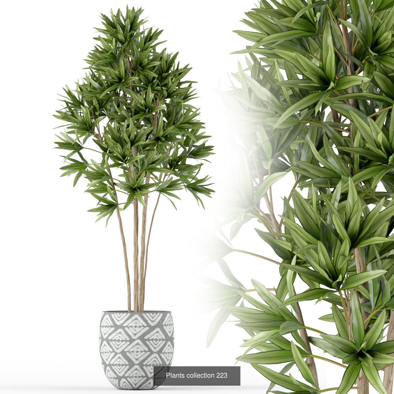 Plant Collection vol-01 _451