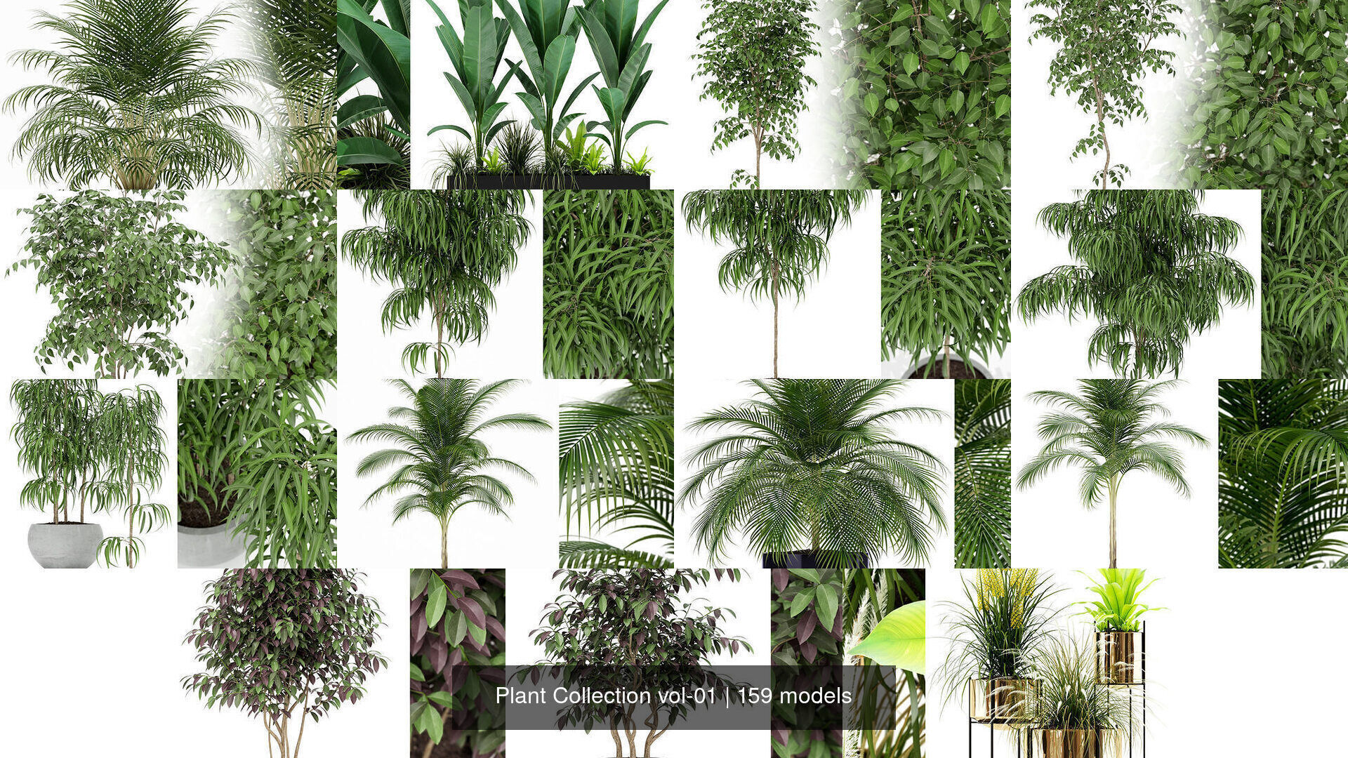 Plant Collection vol-01 _130