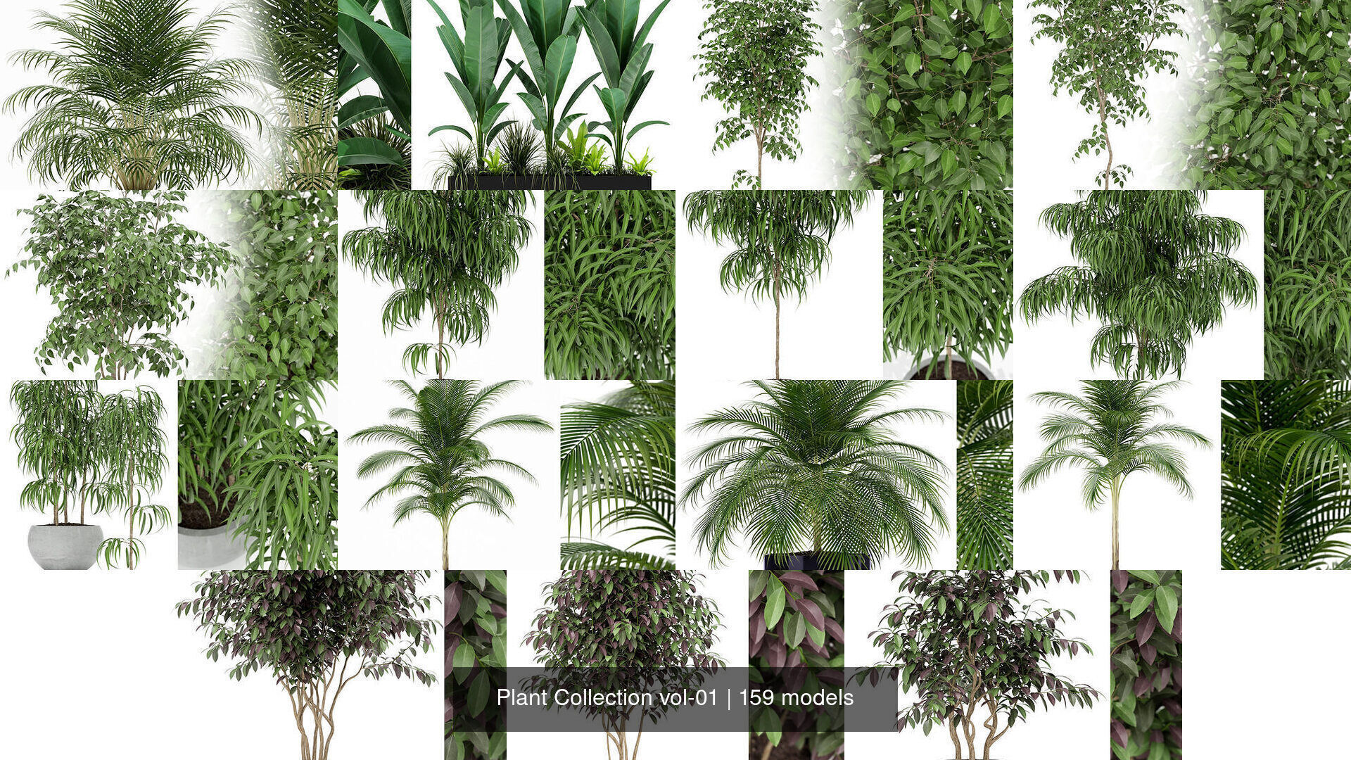 Plant Collection vol-01 _131