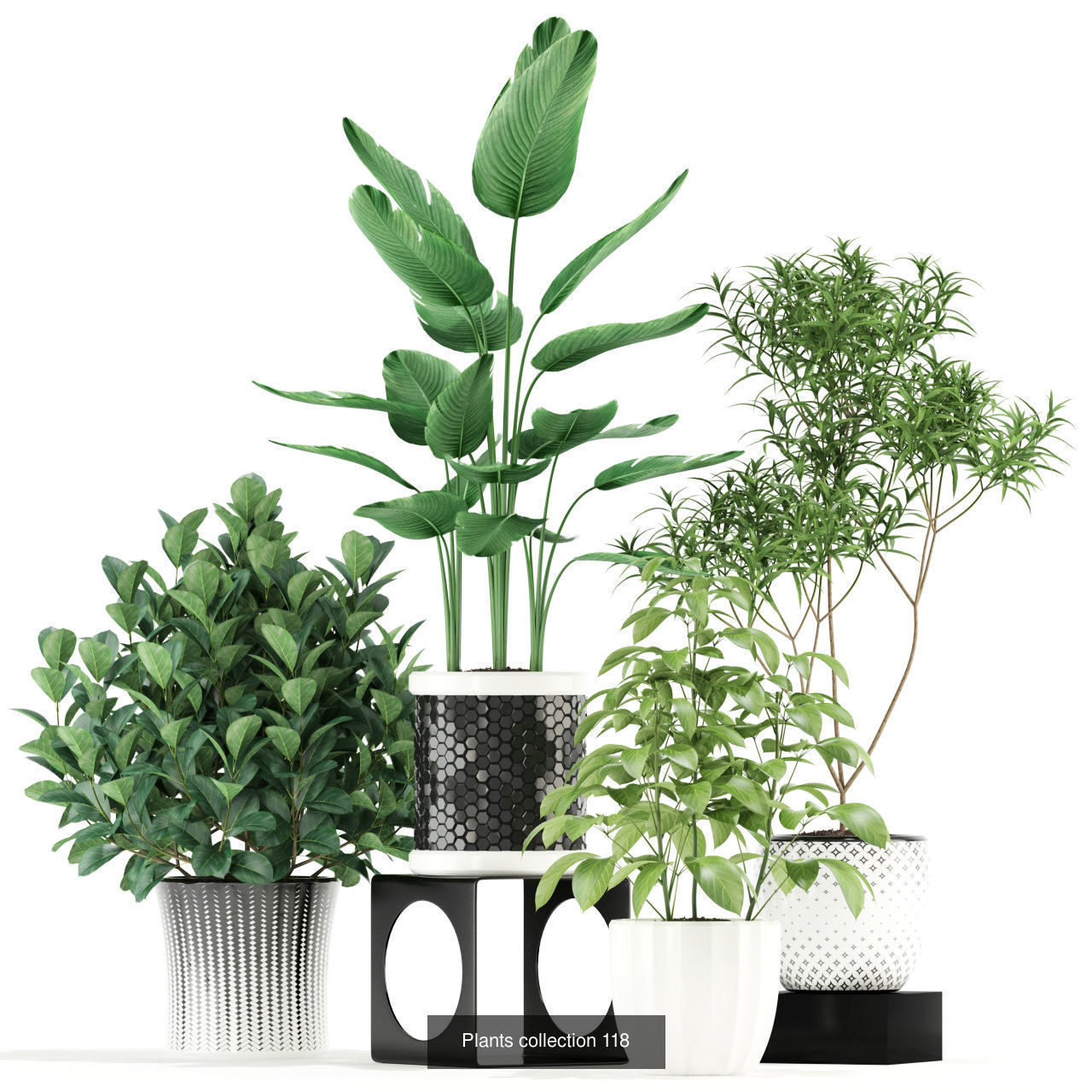 Plant Collection vol-01 _349