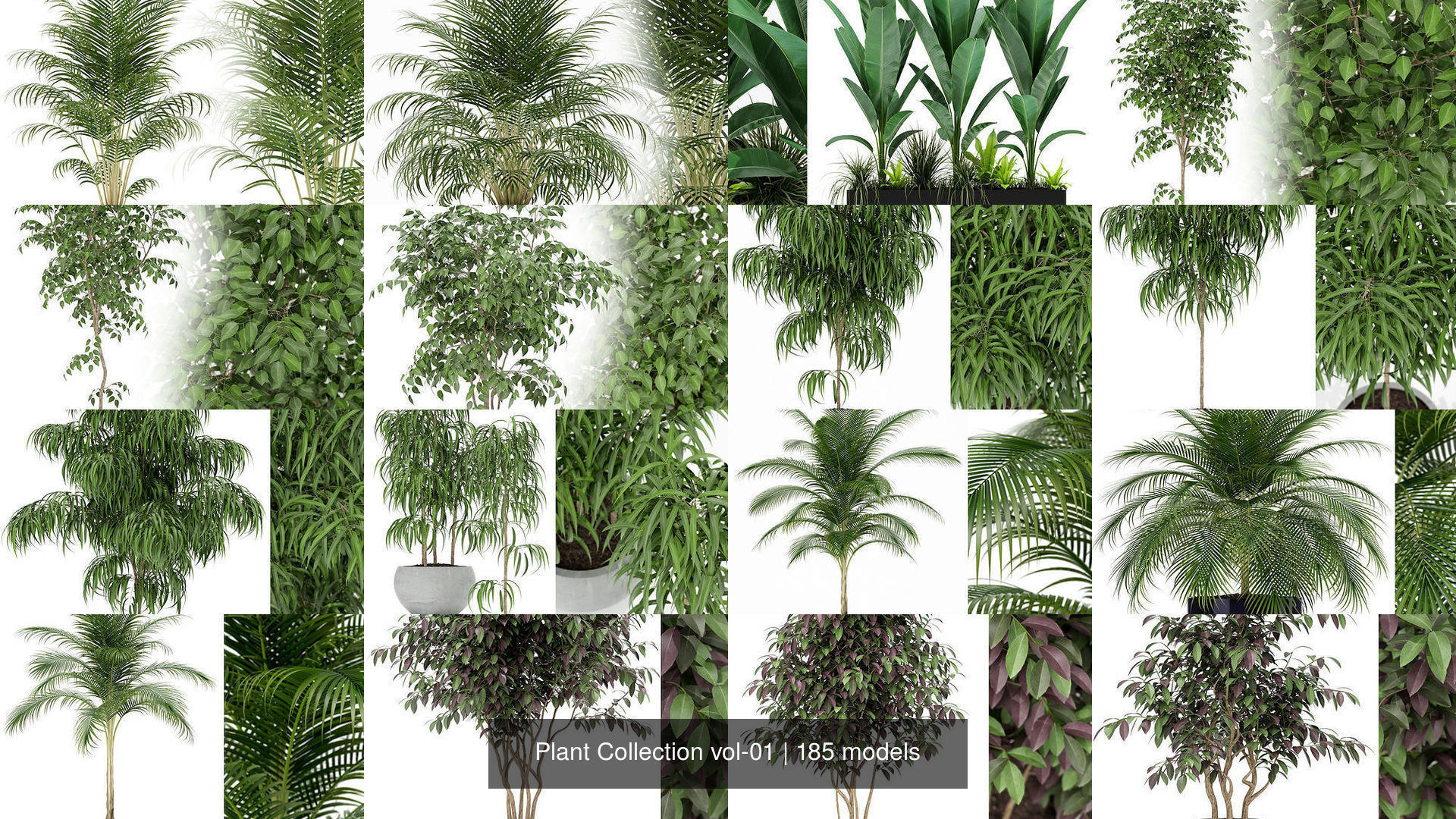 Plant Collection vol-01 _119