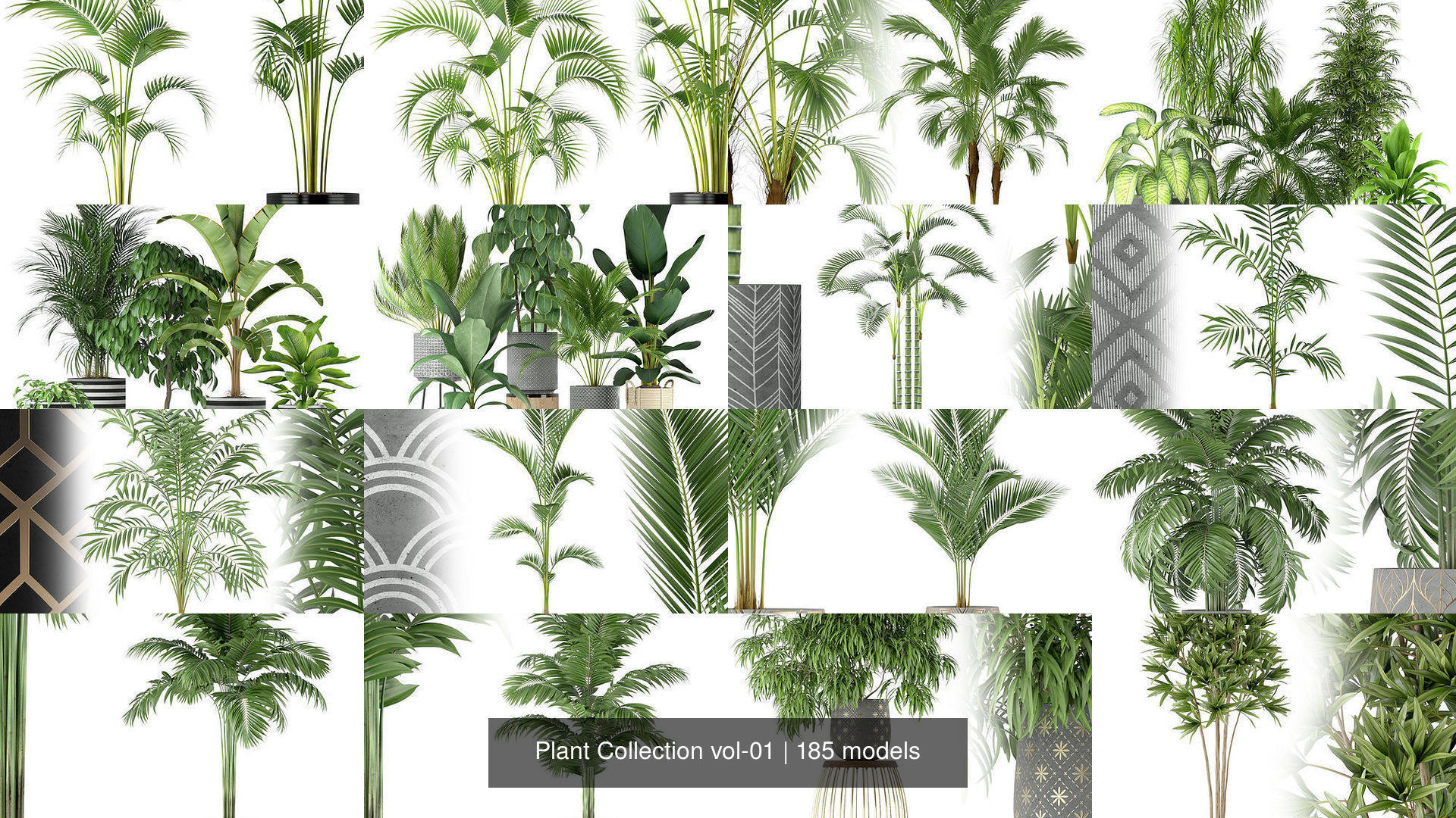 Plant Collection vol-01 _241
