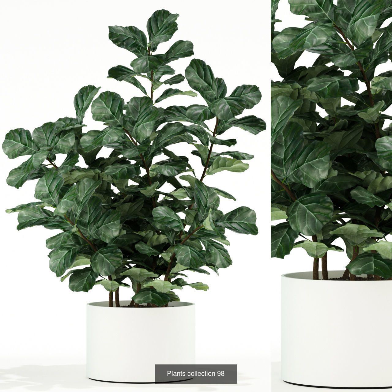 Plant Collection vol-01 _329