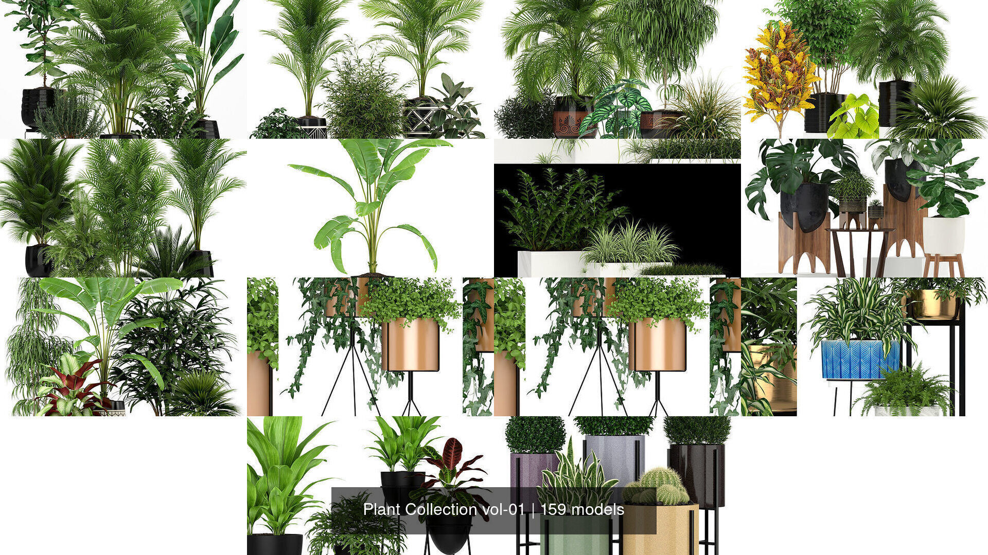 Plant Collection vol-01 _195