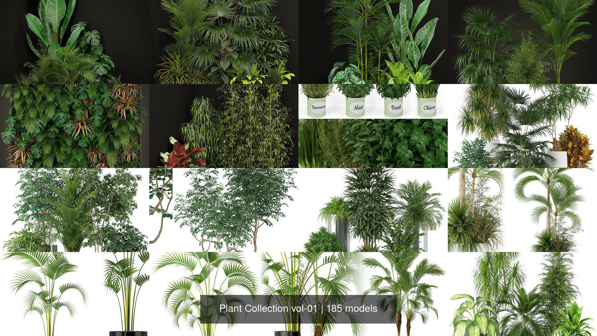 Plant Collection vol-01 _213