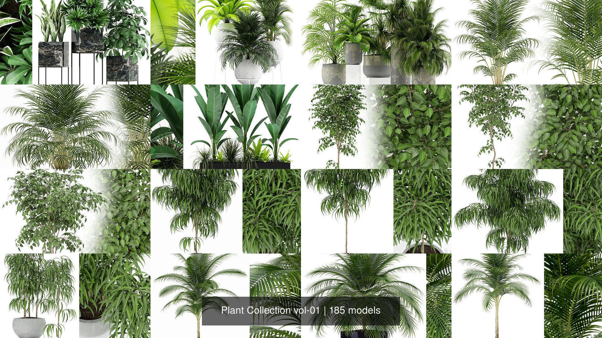 Plant Collection vol-01 _117
