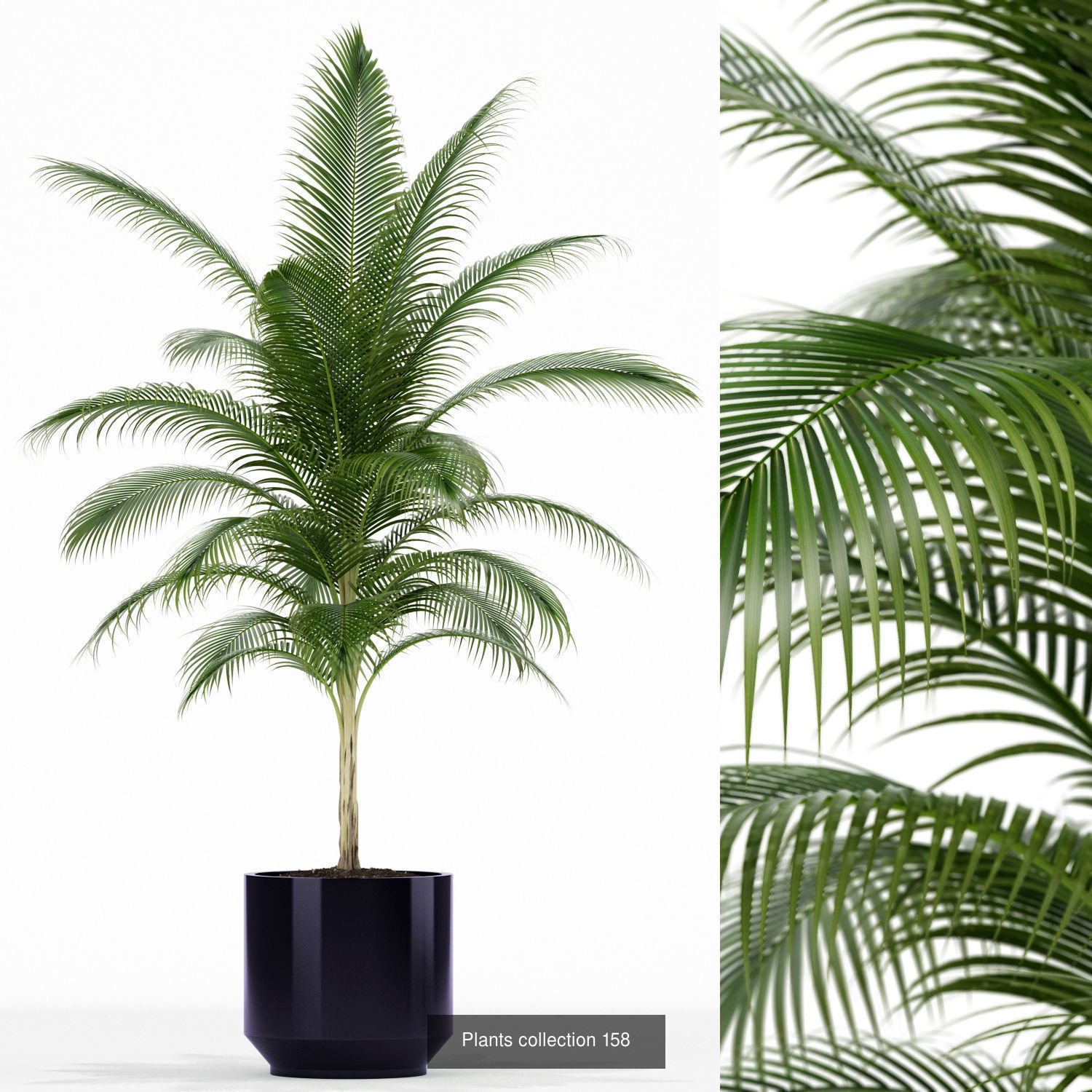 Plant Collection vol-01 _385