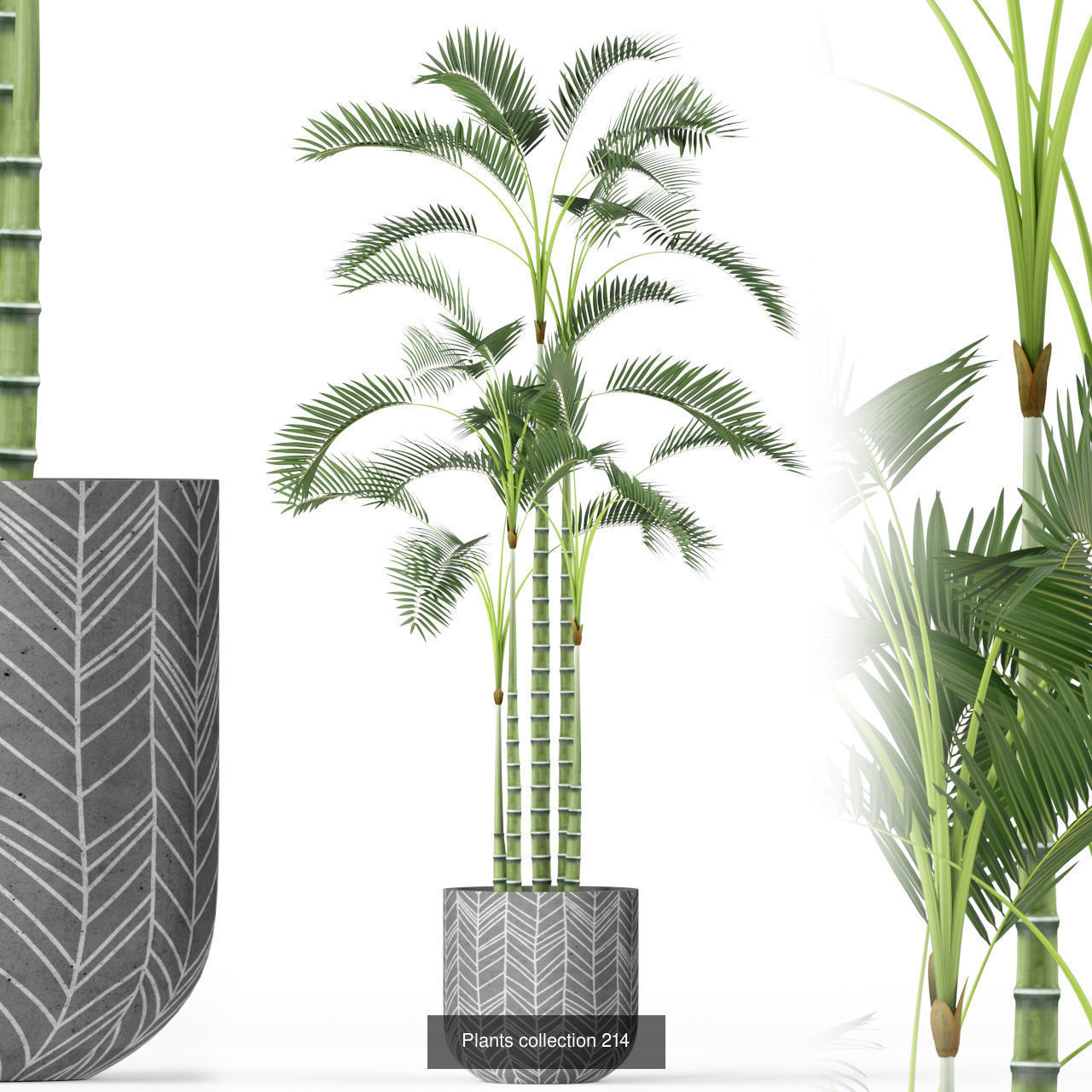 Plant Collection vol-01 _442