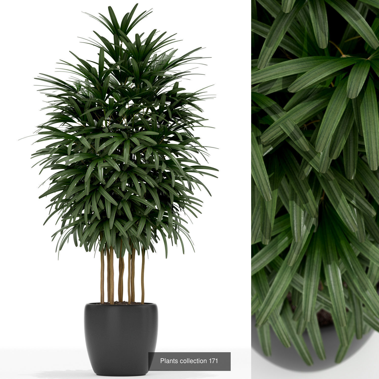 Plant Collection vol-01 _399