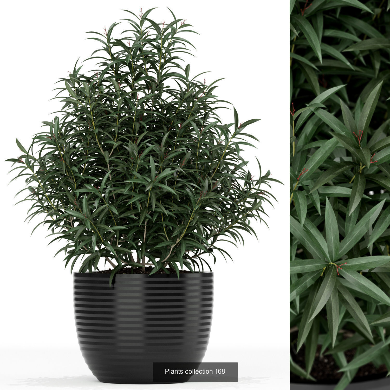 Plant Collection vol-01 _396