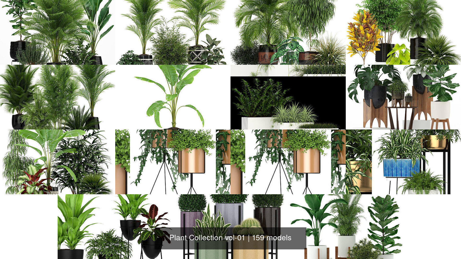 Plant Collection vol-01 _194