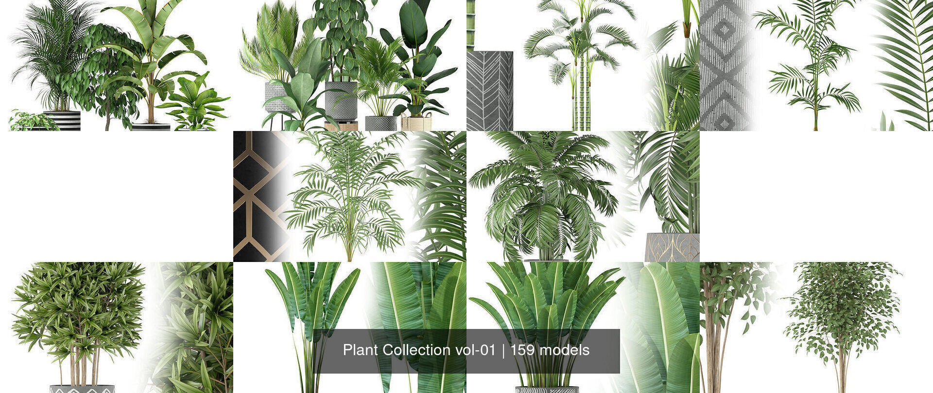 Plant Collection vol-01 _249