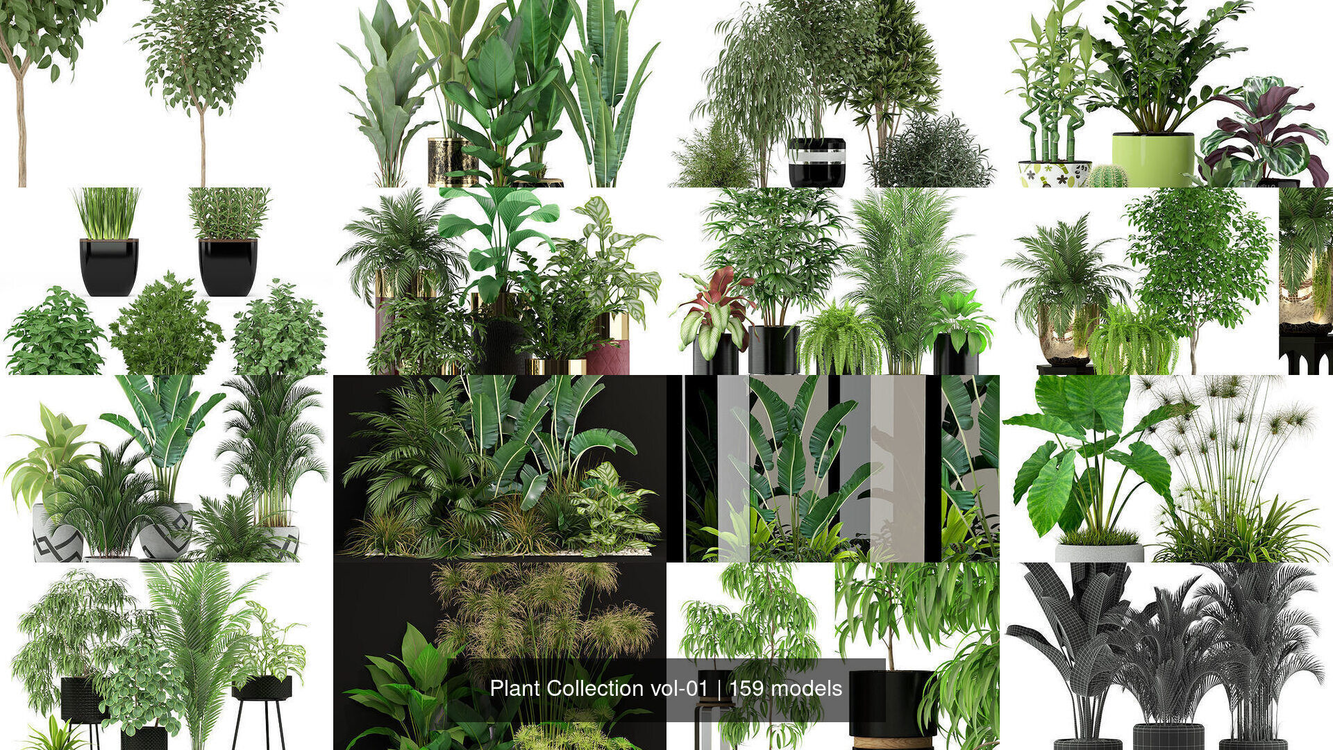 Plant Collection vol-01 _288