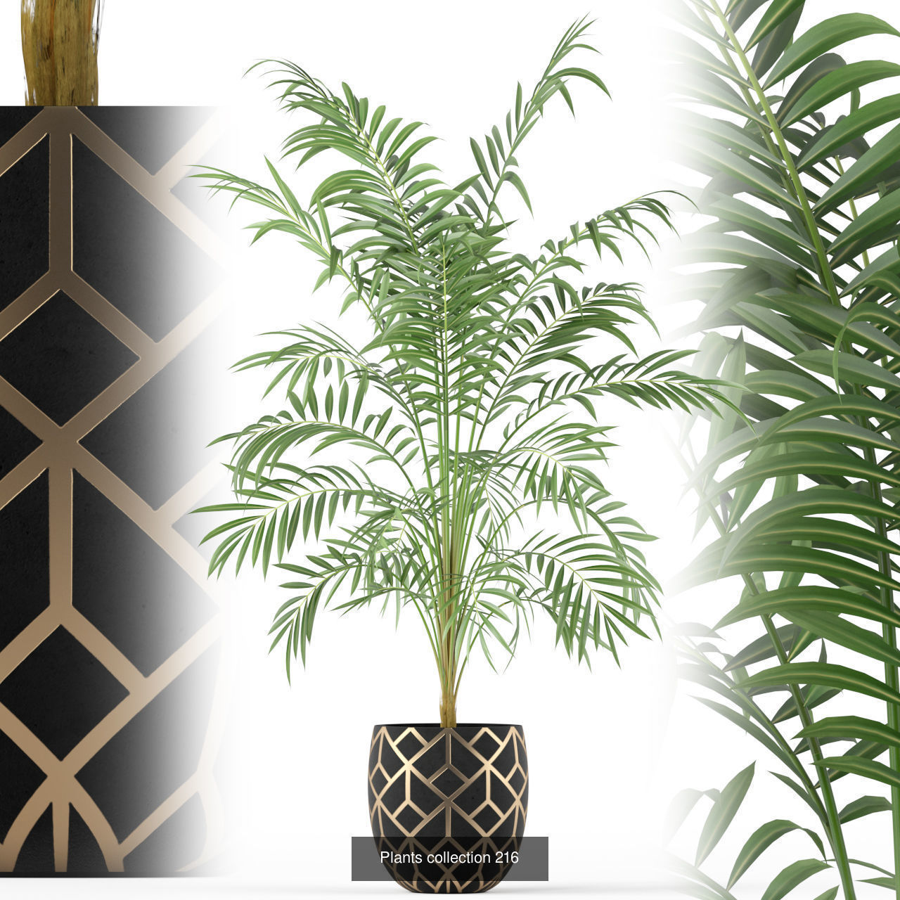 Plant Collection vol-01 _444