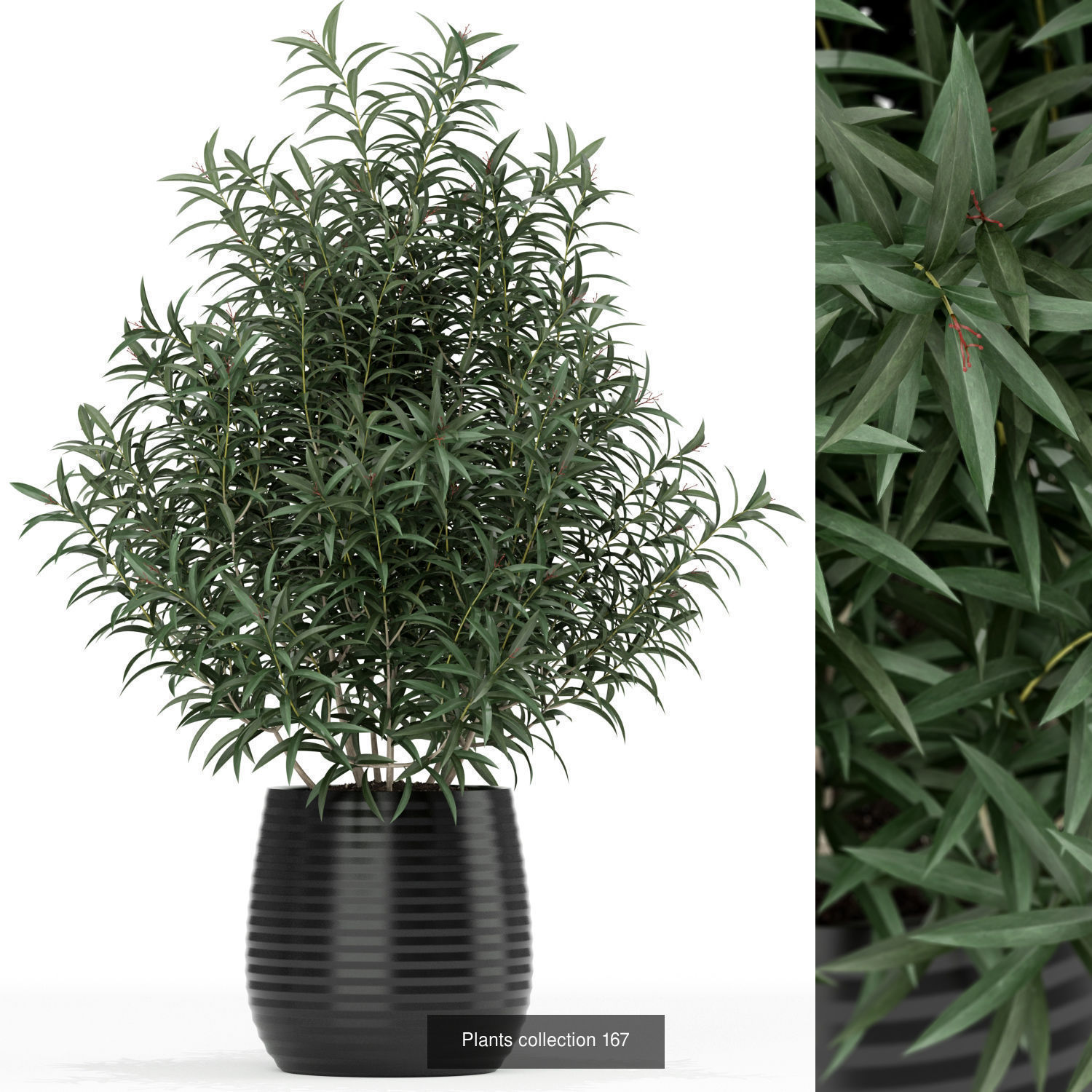 Plant Collection vol-01 _395