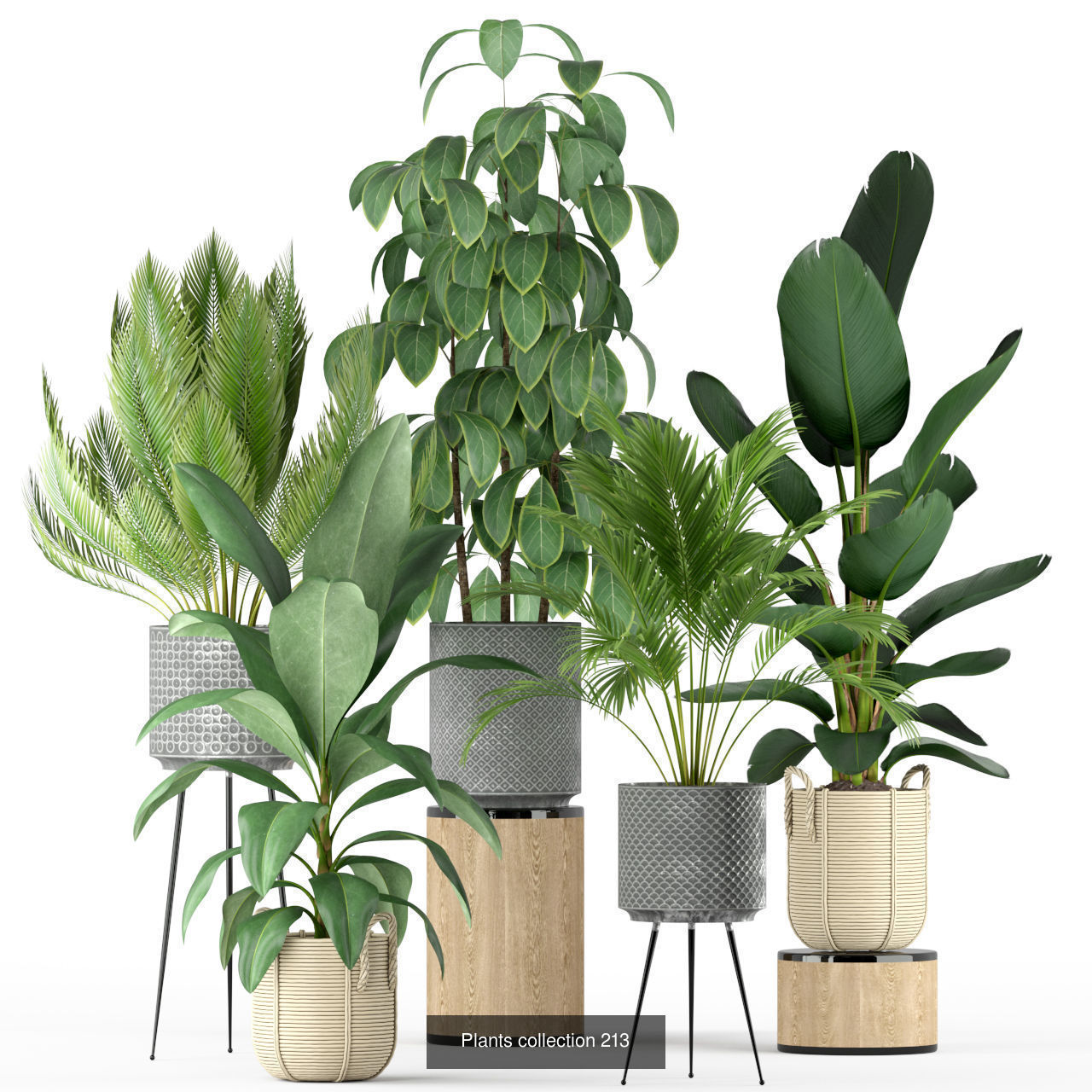 Plant Collection vol-01 _441