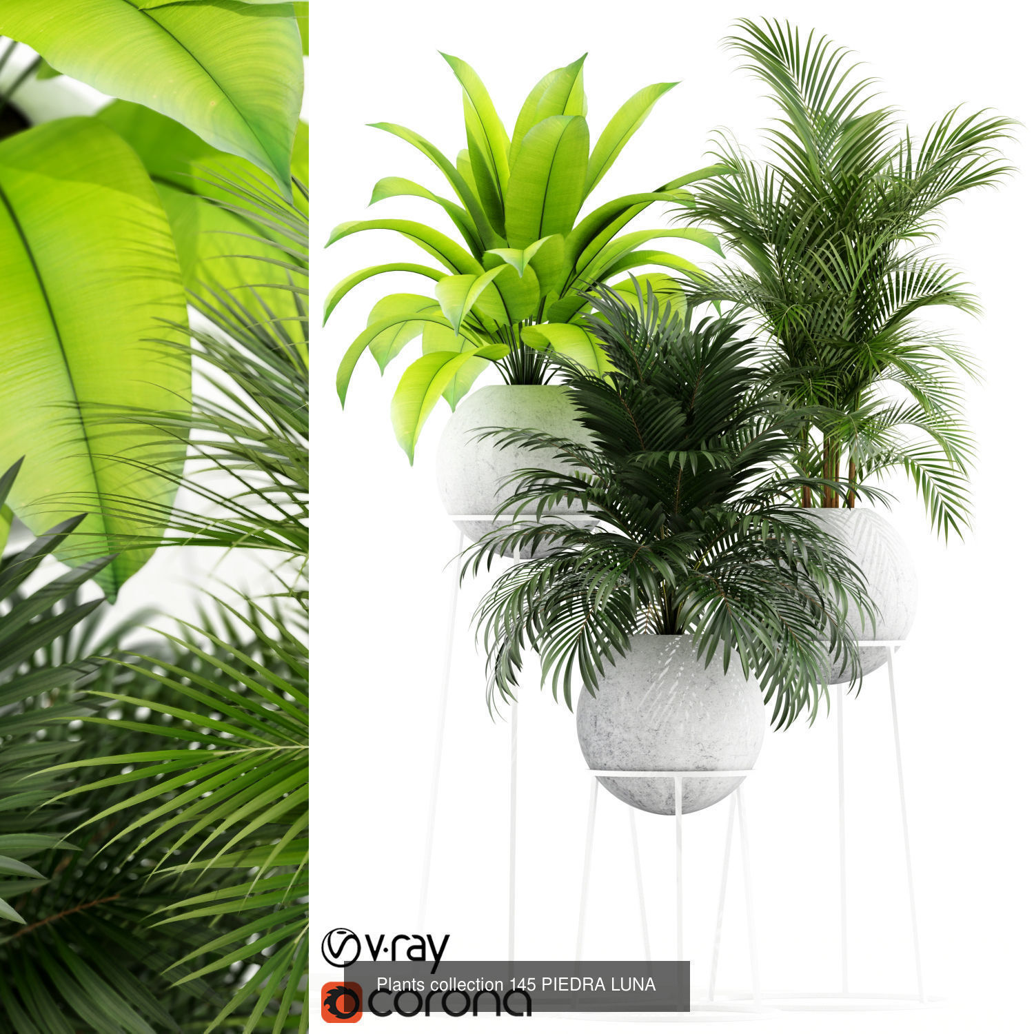 Plant Collection vol-01 _373