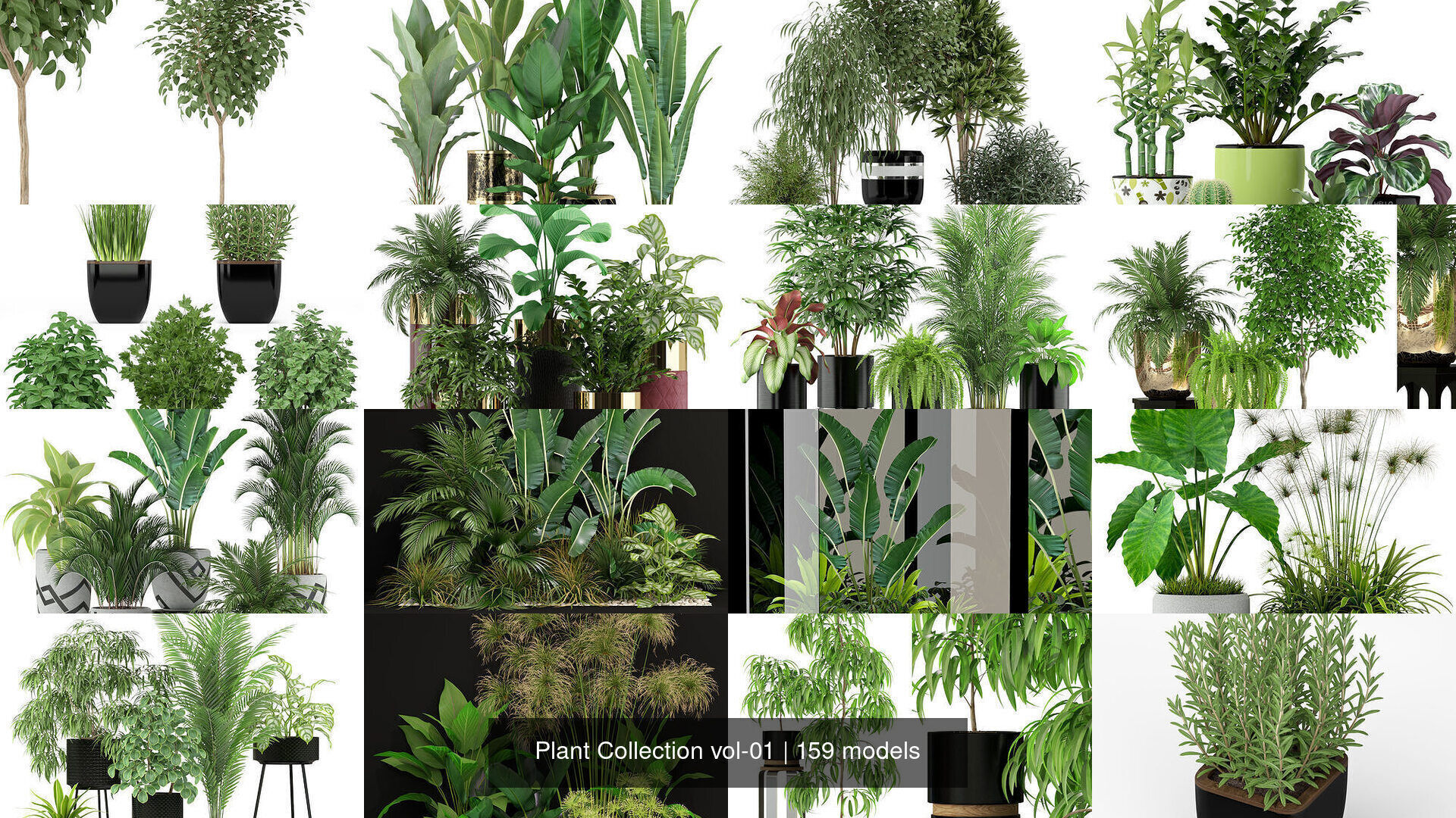 Plant Collection vol-01 _294