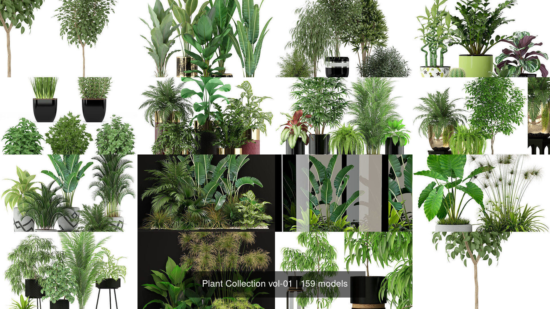 Plant Collection vol-01 _301