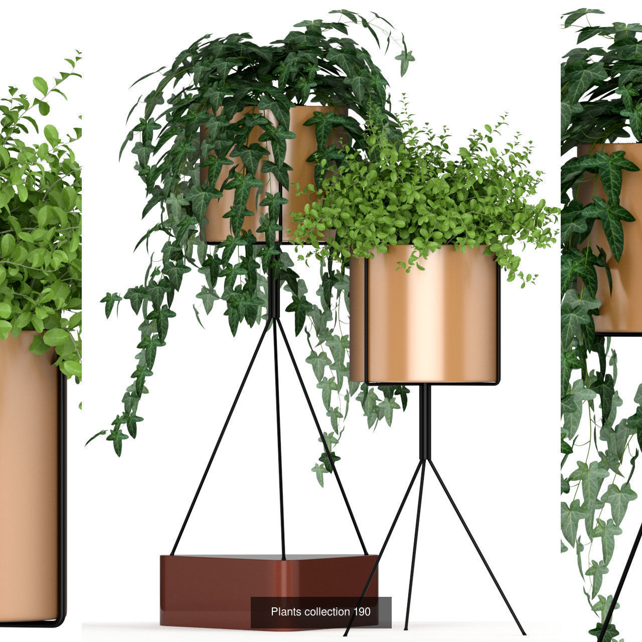 Plant Collection vol-01 _417