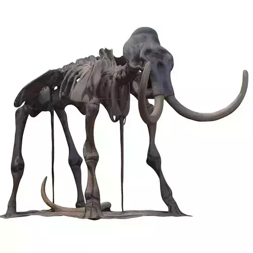 The skeleton of a mammoth