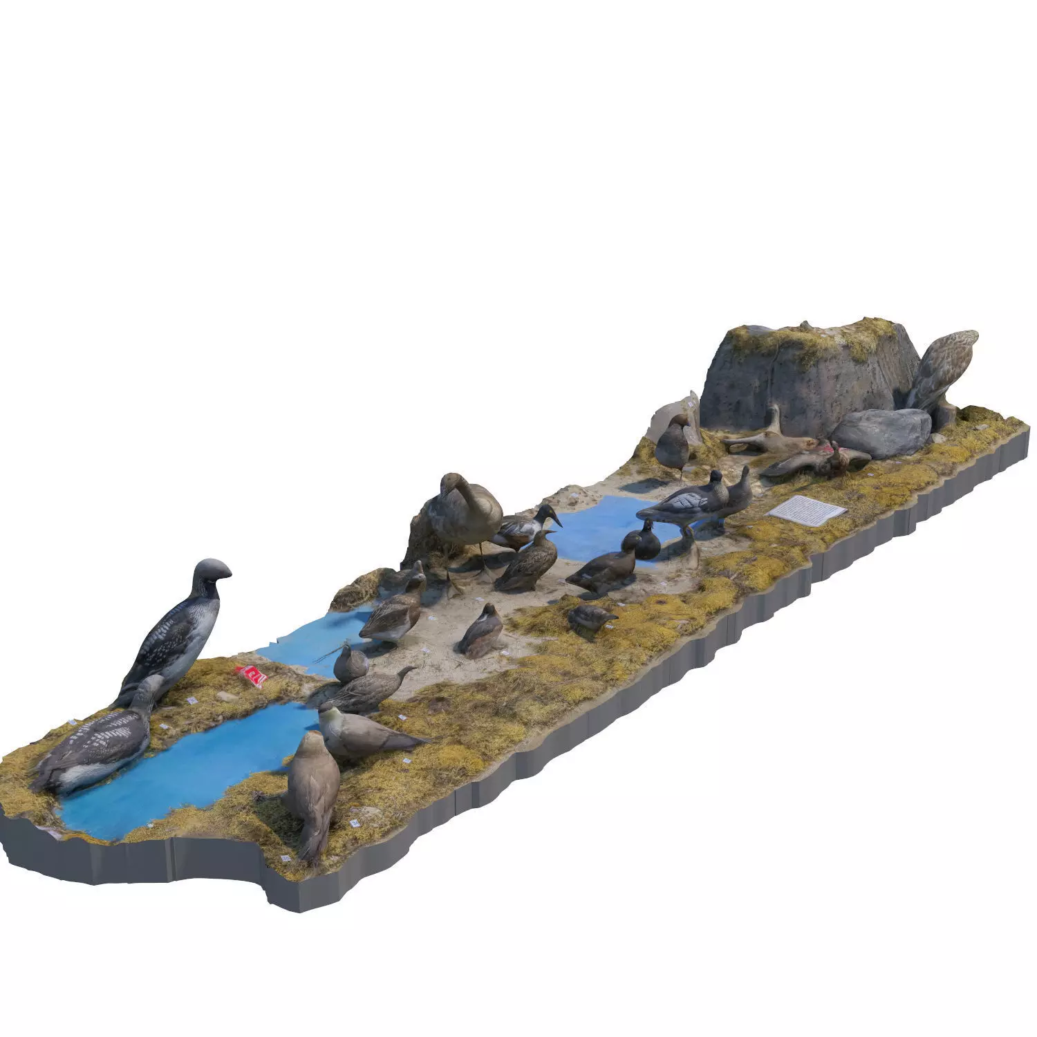 The exposition of birds 3D model_0