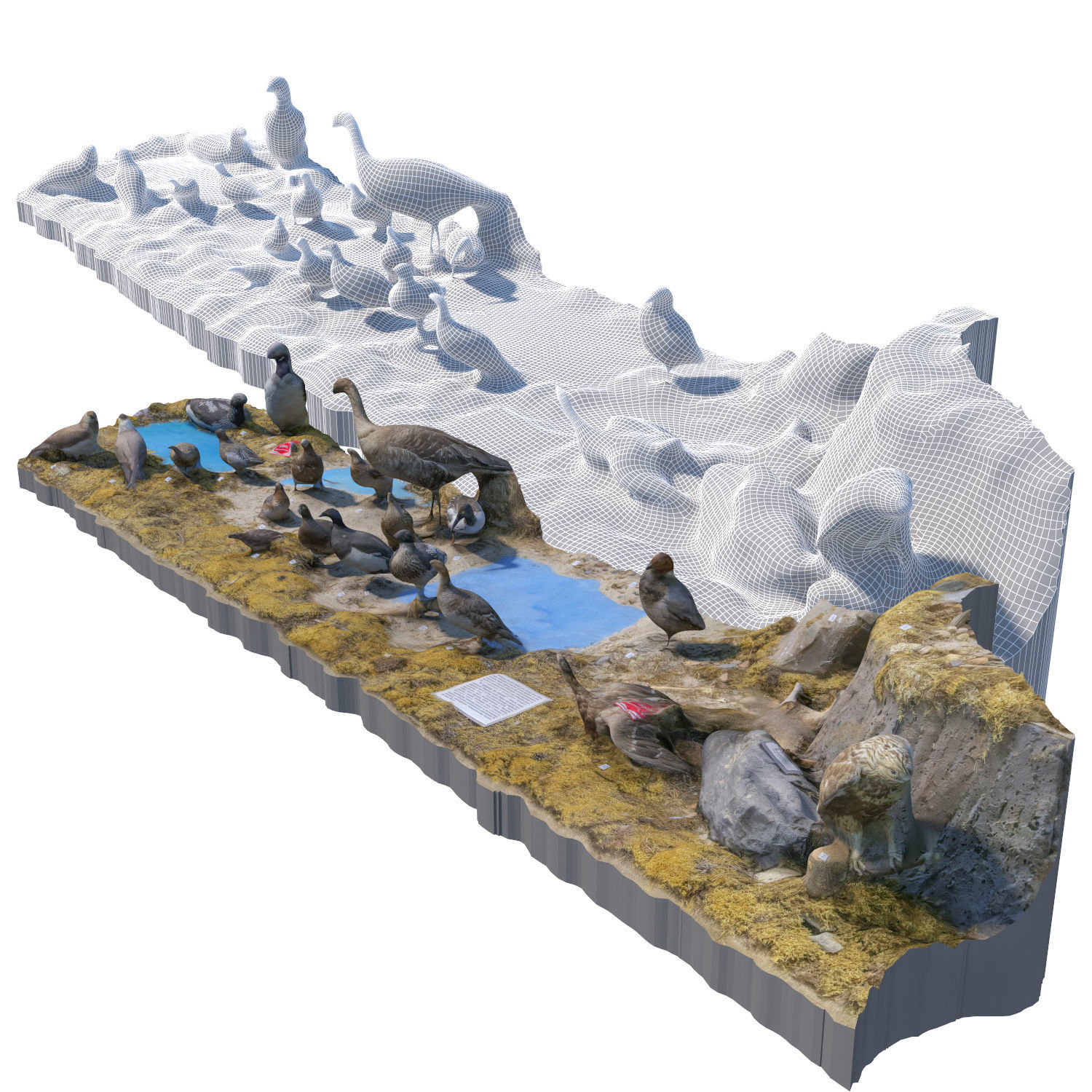 The exposition of birds 3D model_2