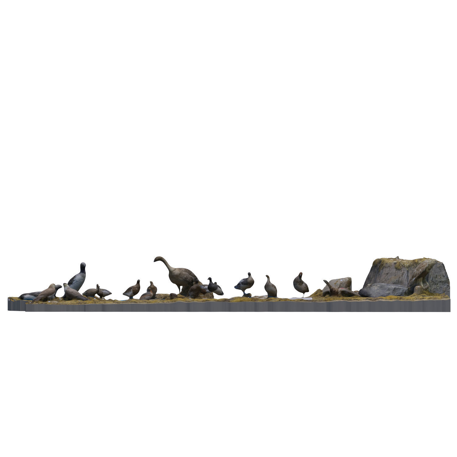 The exposition of birds 3D model_8