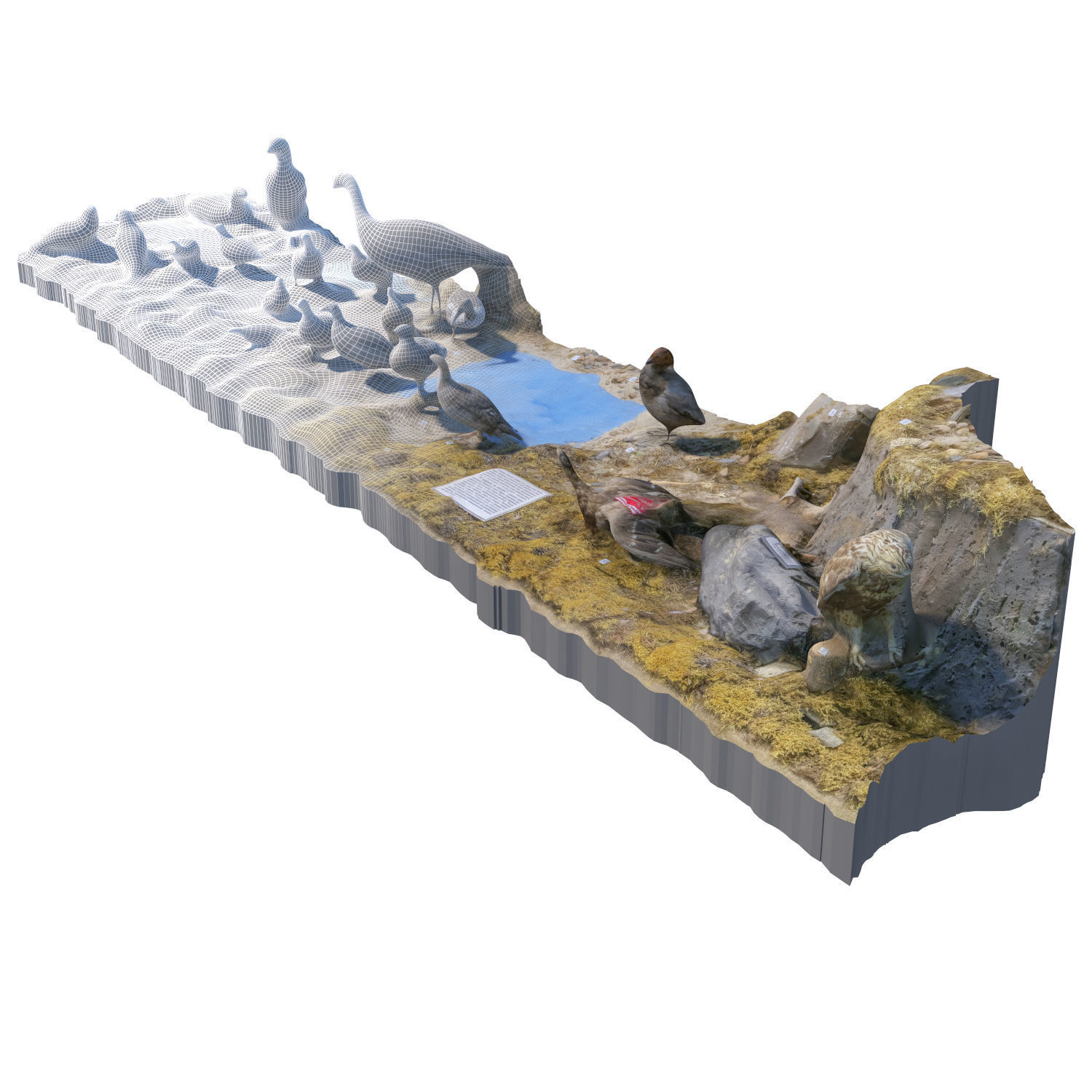 The exposition of birds 3D model_5