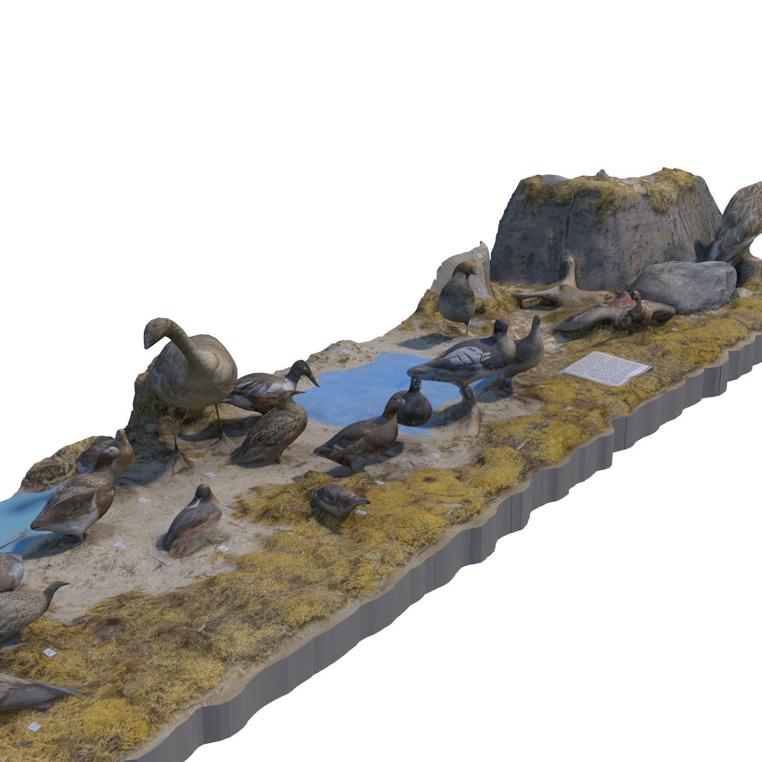 The exposition of birds 3D model_6