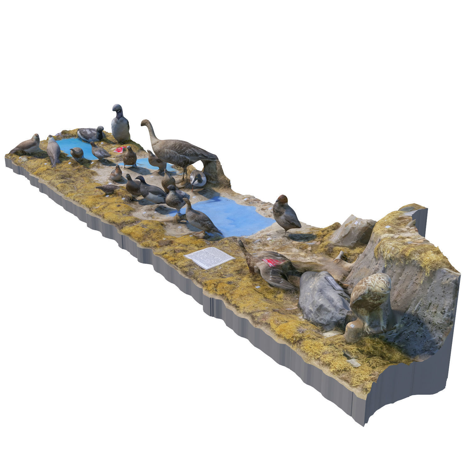 The exposition of birds 3D model_1