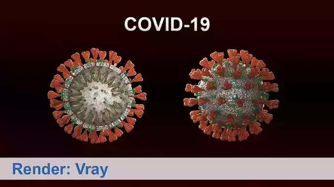 covid-19 two coronaviruses 3D model