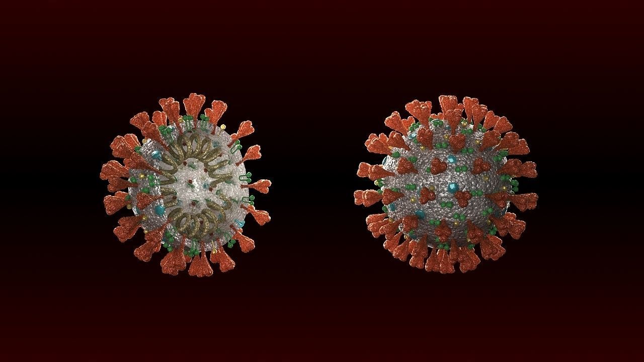 covid-19 two coronaviruses 3D model_3