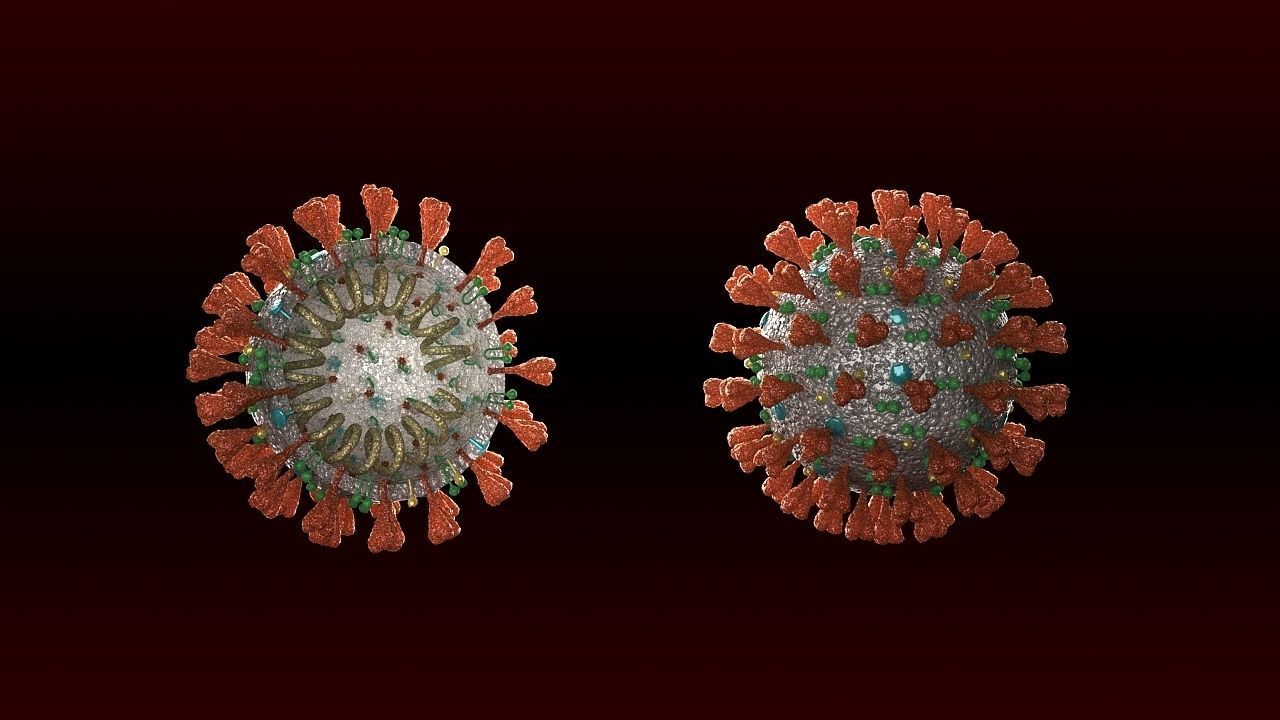 covid-19 two coronaviruses 3D model_2