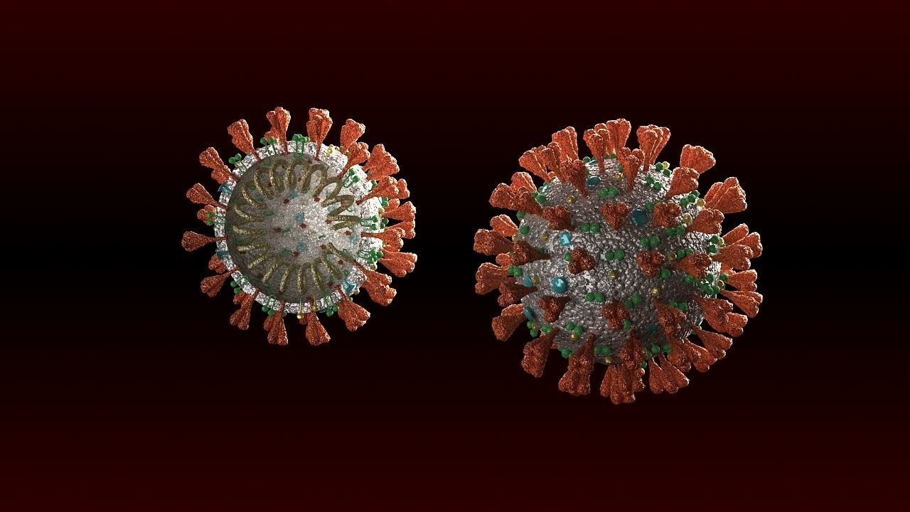 covid-19 two coronaviruses 3D model_1