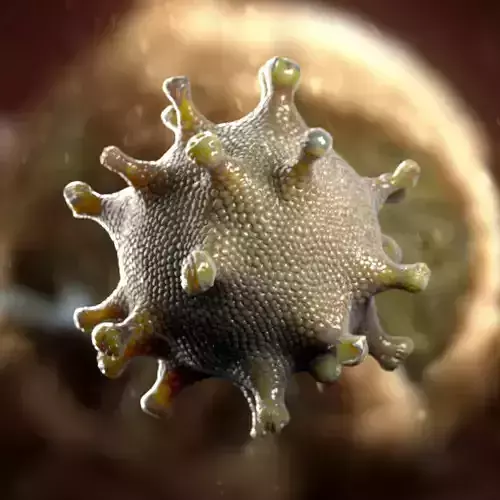 coronavirus Low-poly 3D model