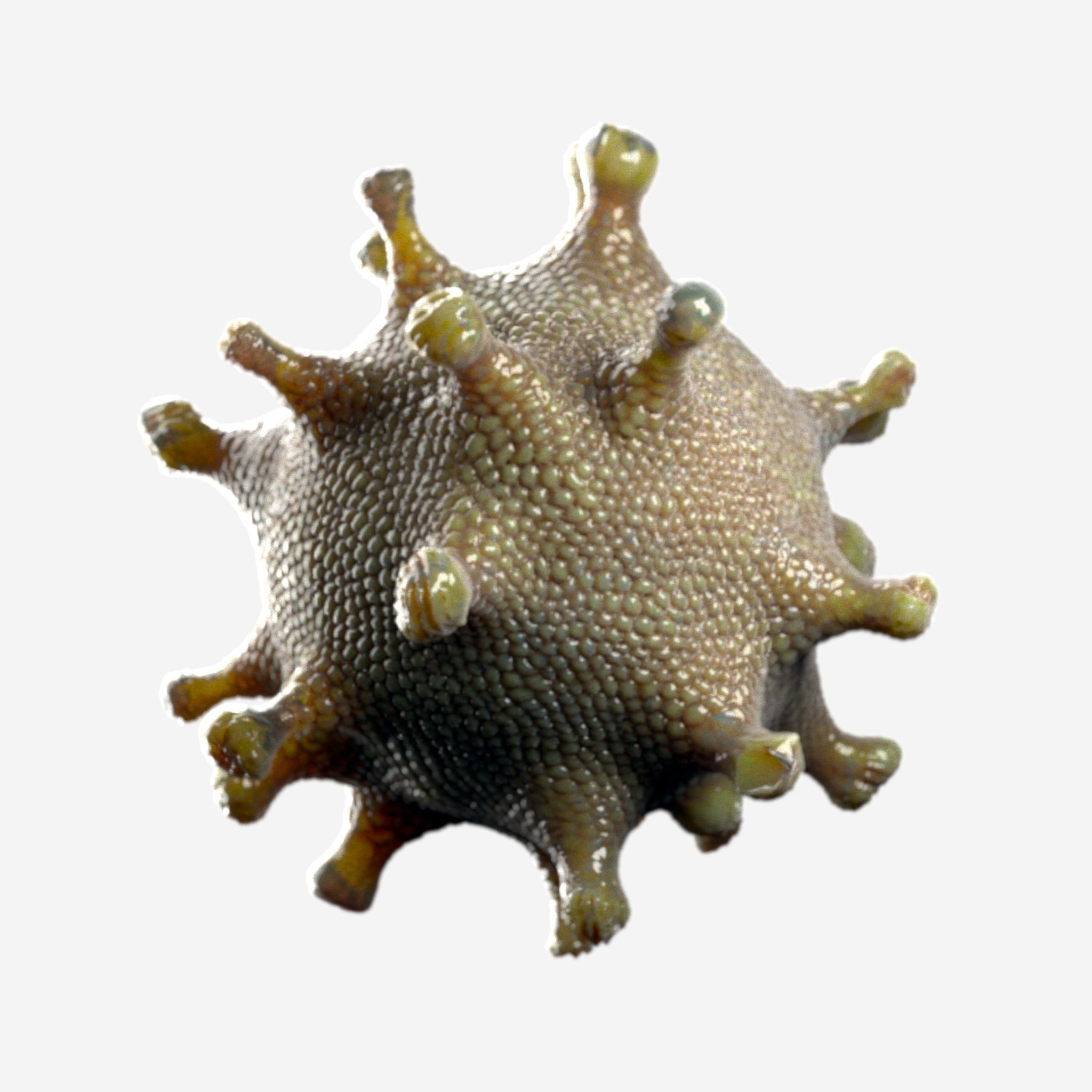 coronavirus Low-poly 3D model_10