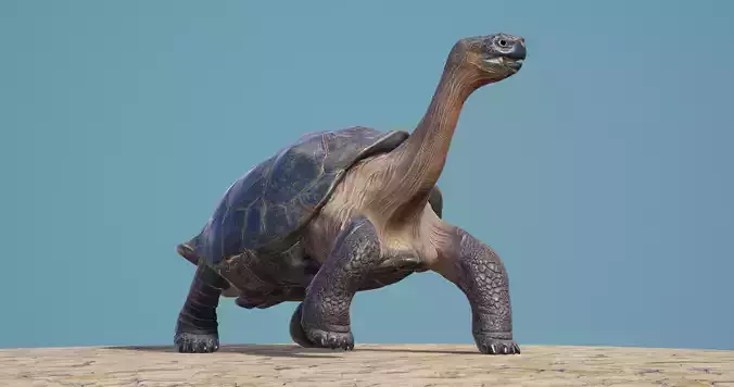 Lonely George the Galapagos Tortoise Low-poly 3D model