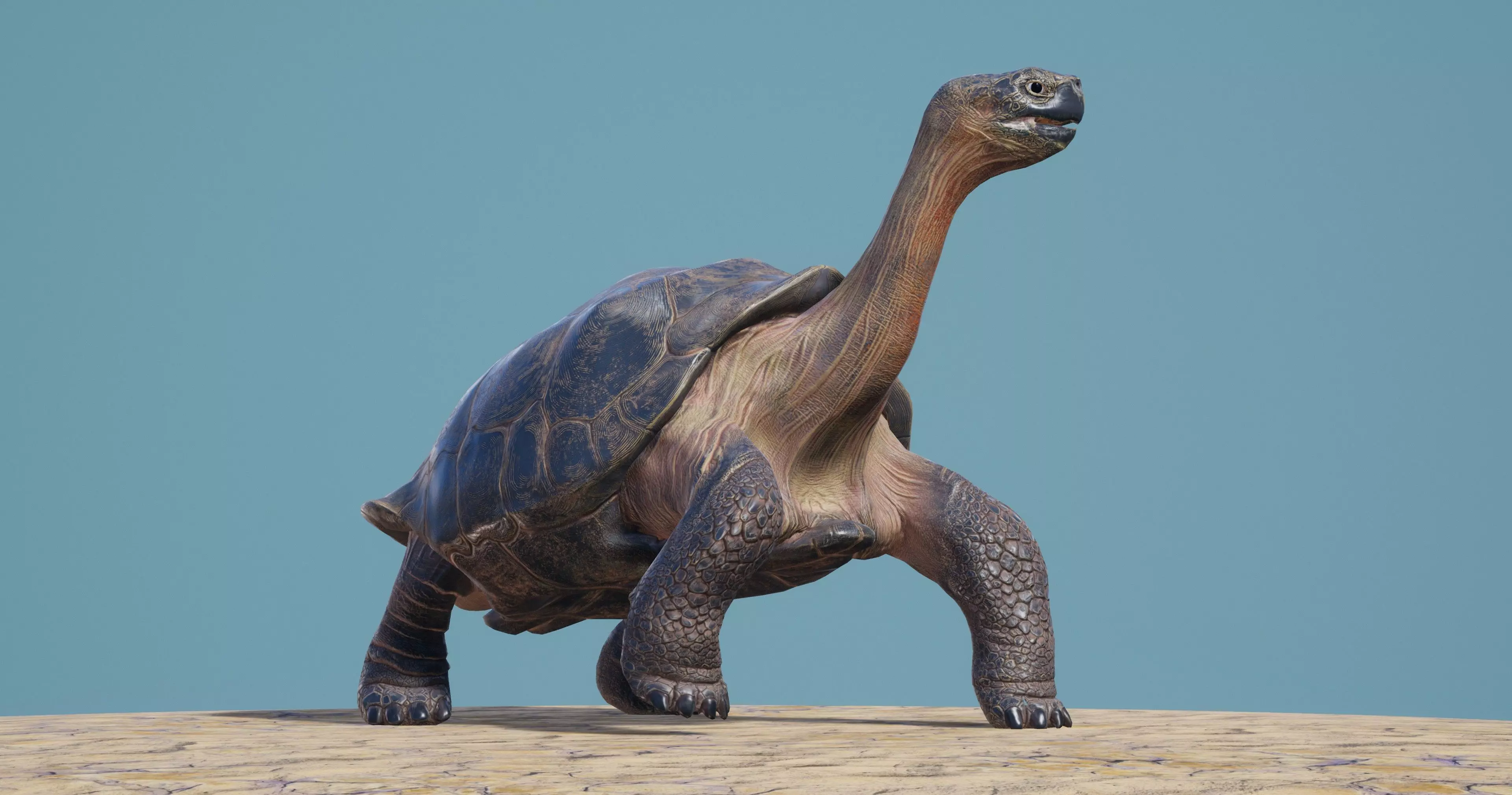 Lonely George the Galapagos Tortoise Low-poly 3D model_0