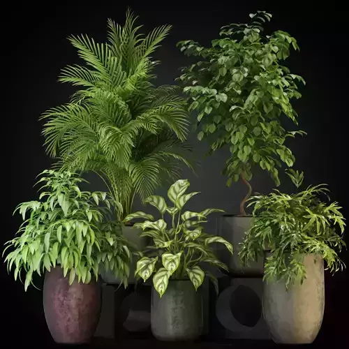 Plants collection 269