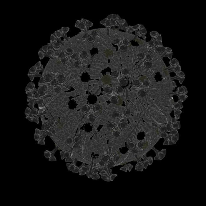 Corona virus 3d model Realistic Model Low-poly 3D model 3D model_5