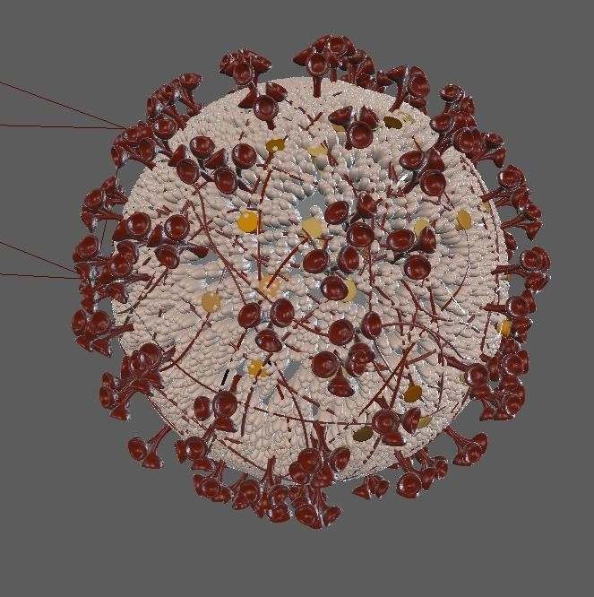Corona virus 3d model Realistic Model Low-poly 3D model 3D model_2