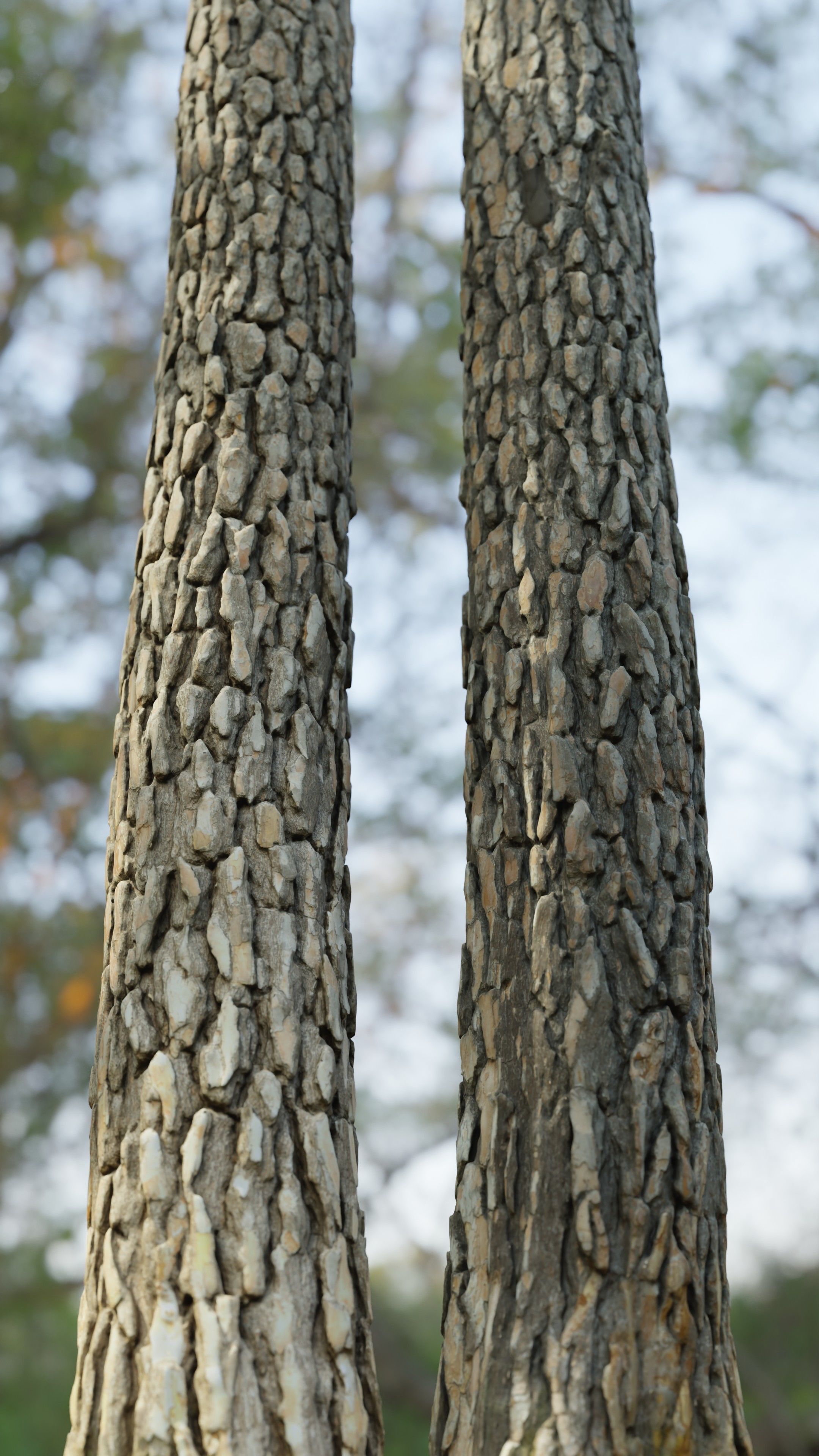 Pine Tree Trunk Low-poly 3D model_10