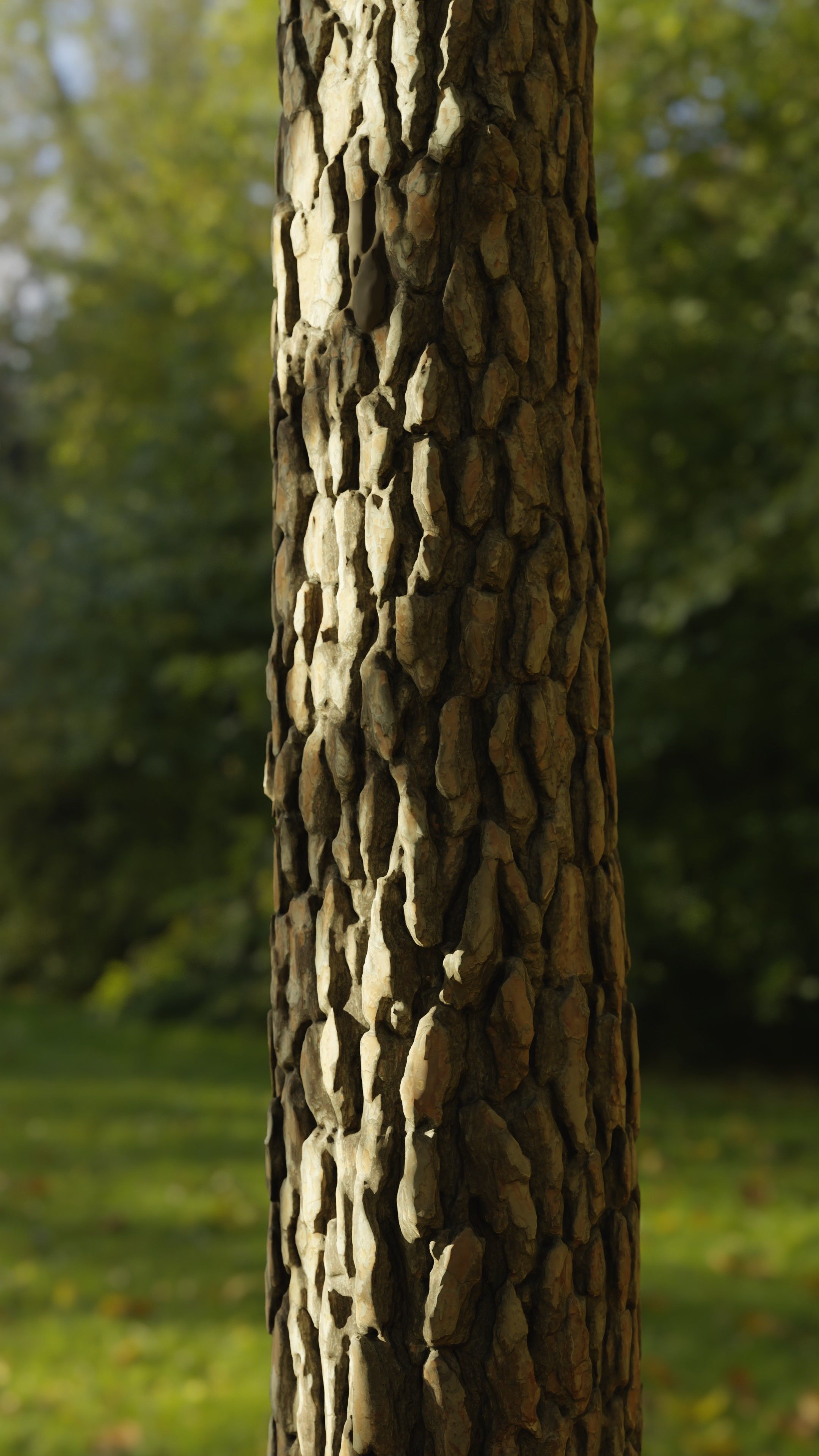 Pine Tree Trunk Low-poly 3D model_7