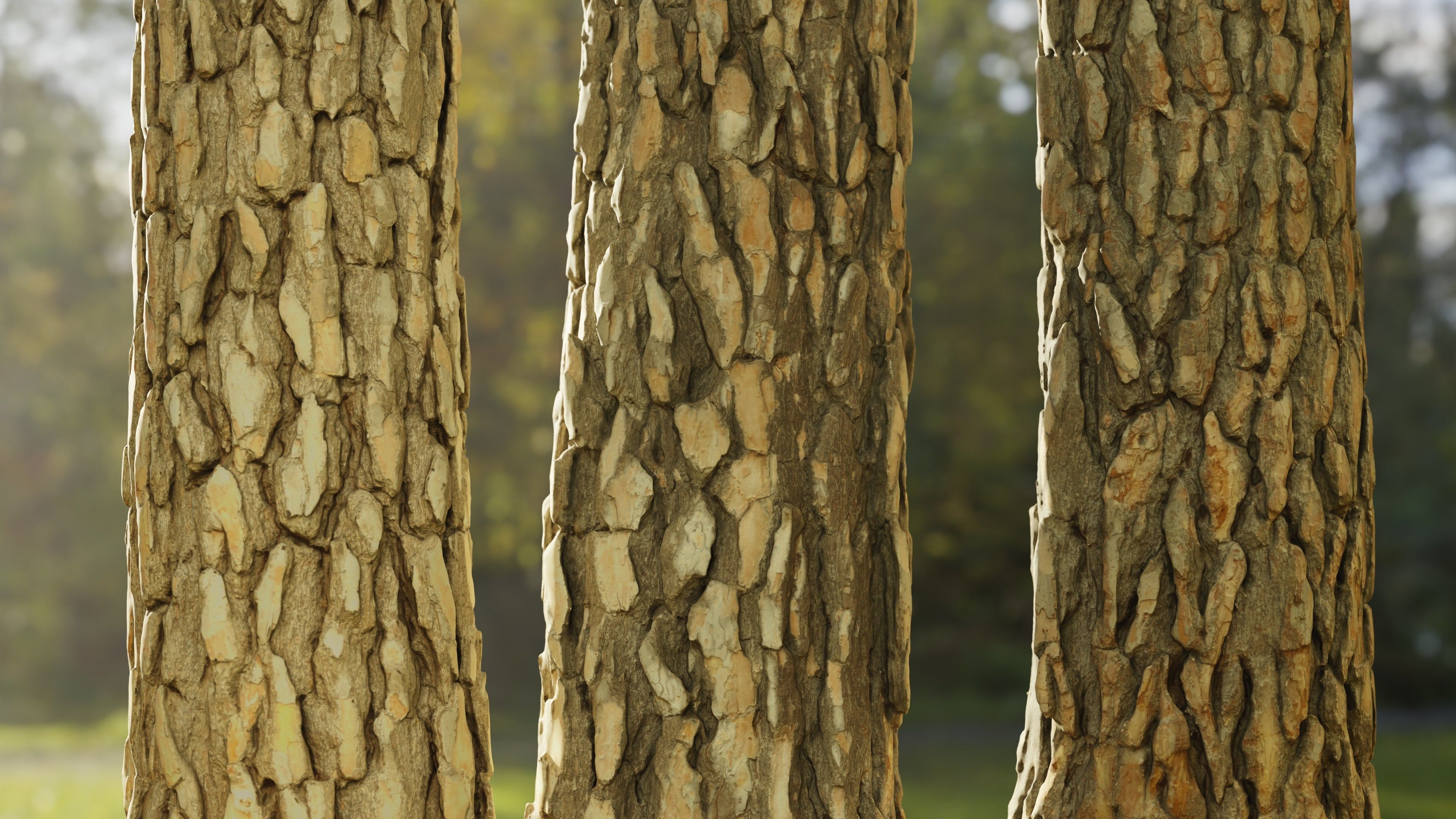 Pine Tree Trunk Low-poly 3D model_1